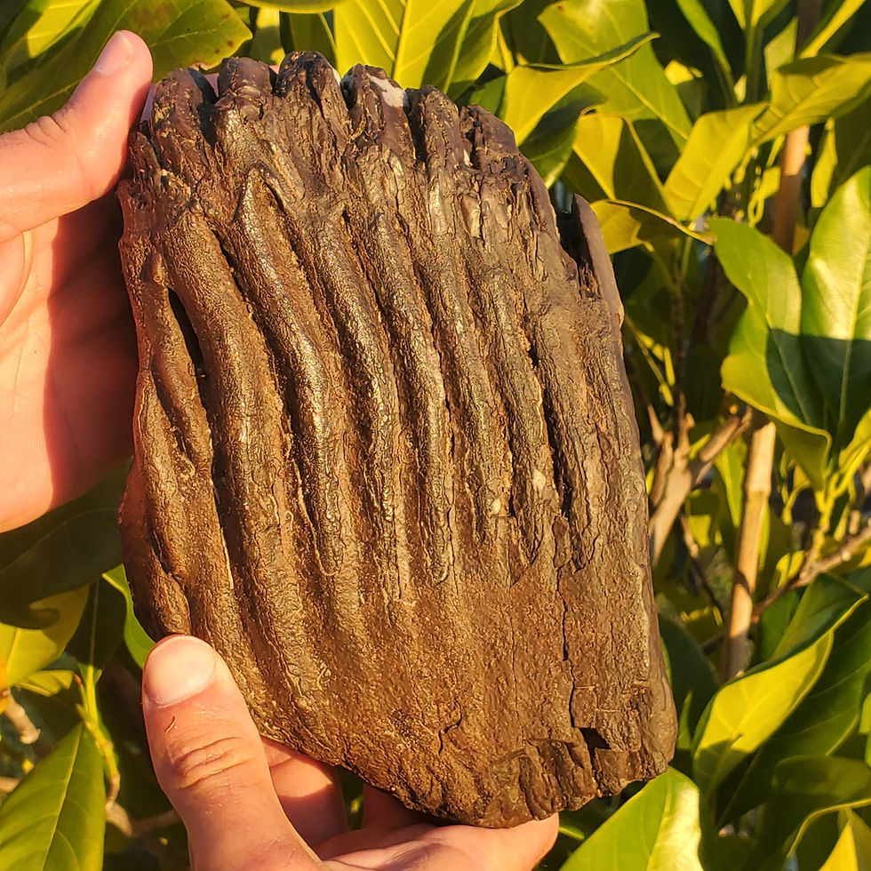 Thumbnail: Columbian Mammoth Tooth Section