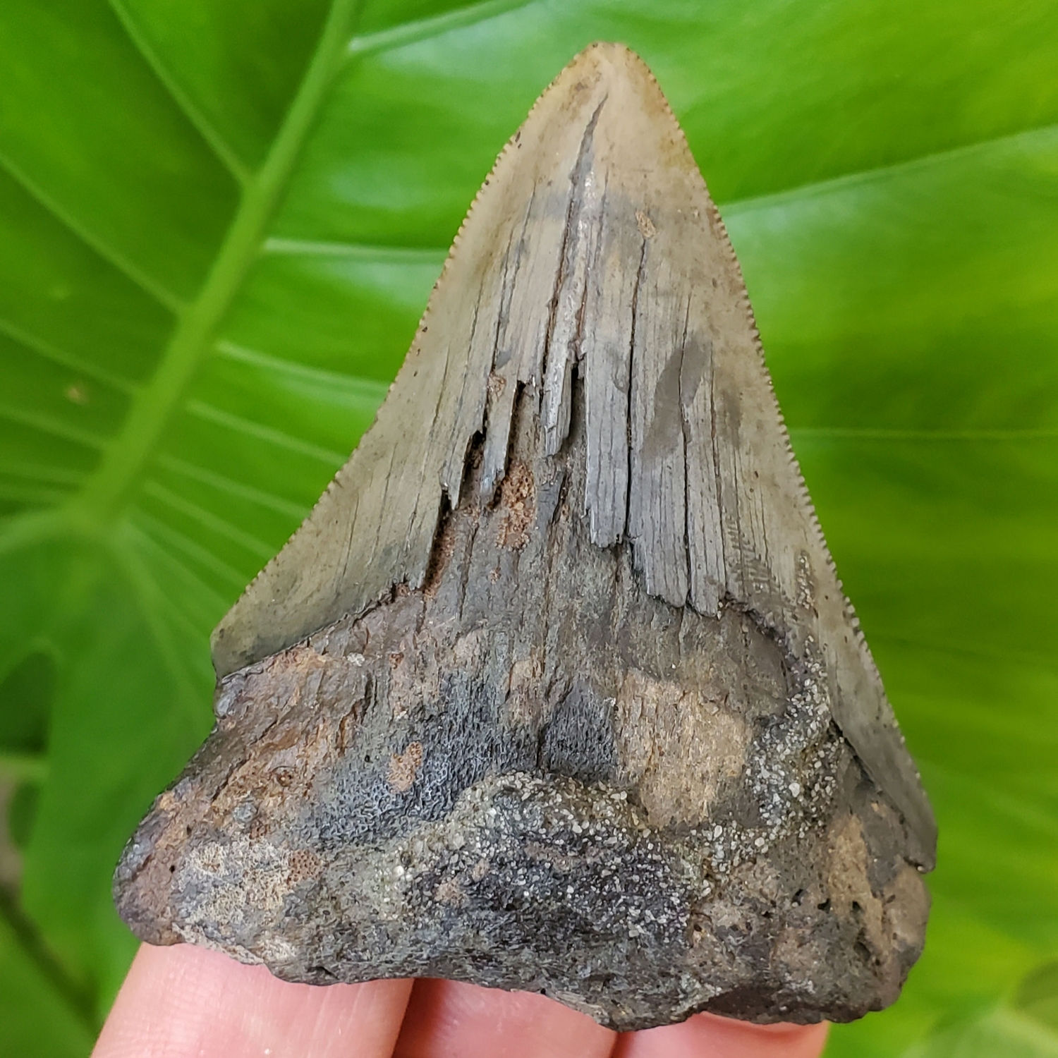 Megalodon Tooth 2.71" Florida River