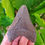 Thumbnail: Megalodon Tooth 3.05" - Florida River