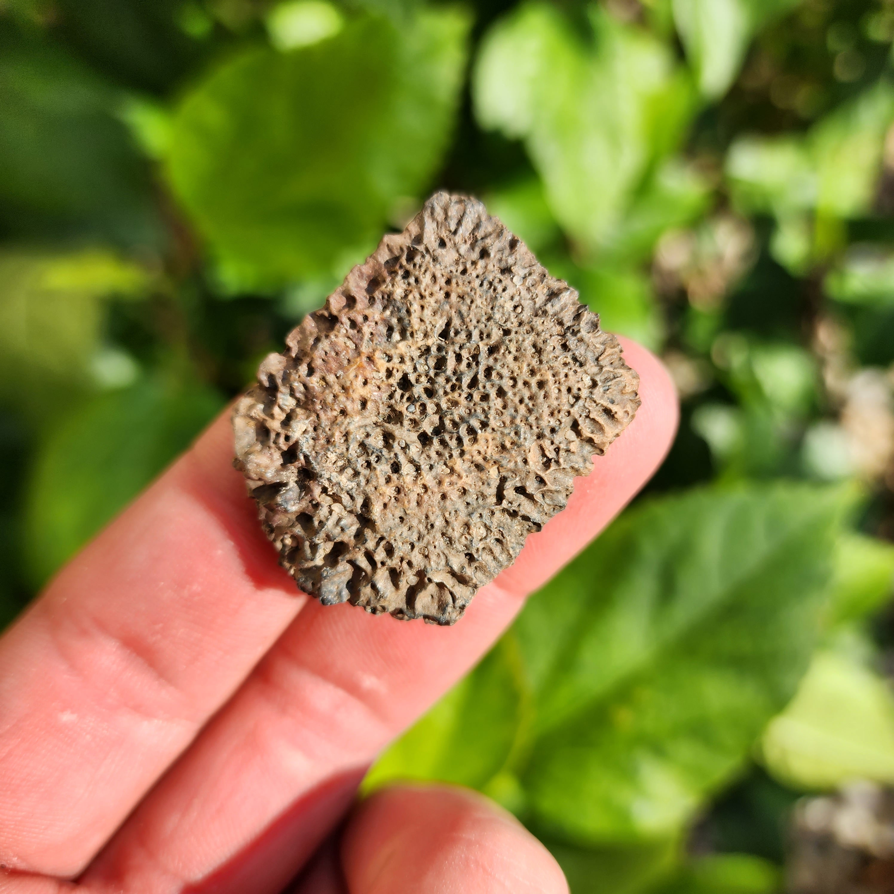 Giant Armadillo Scute