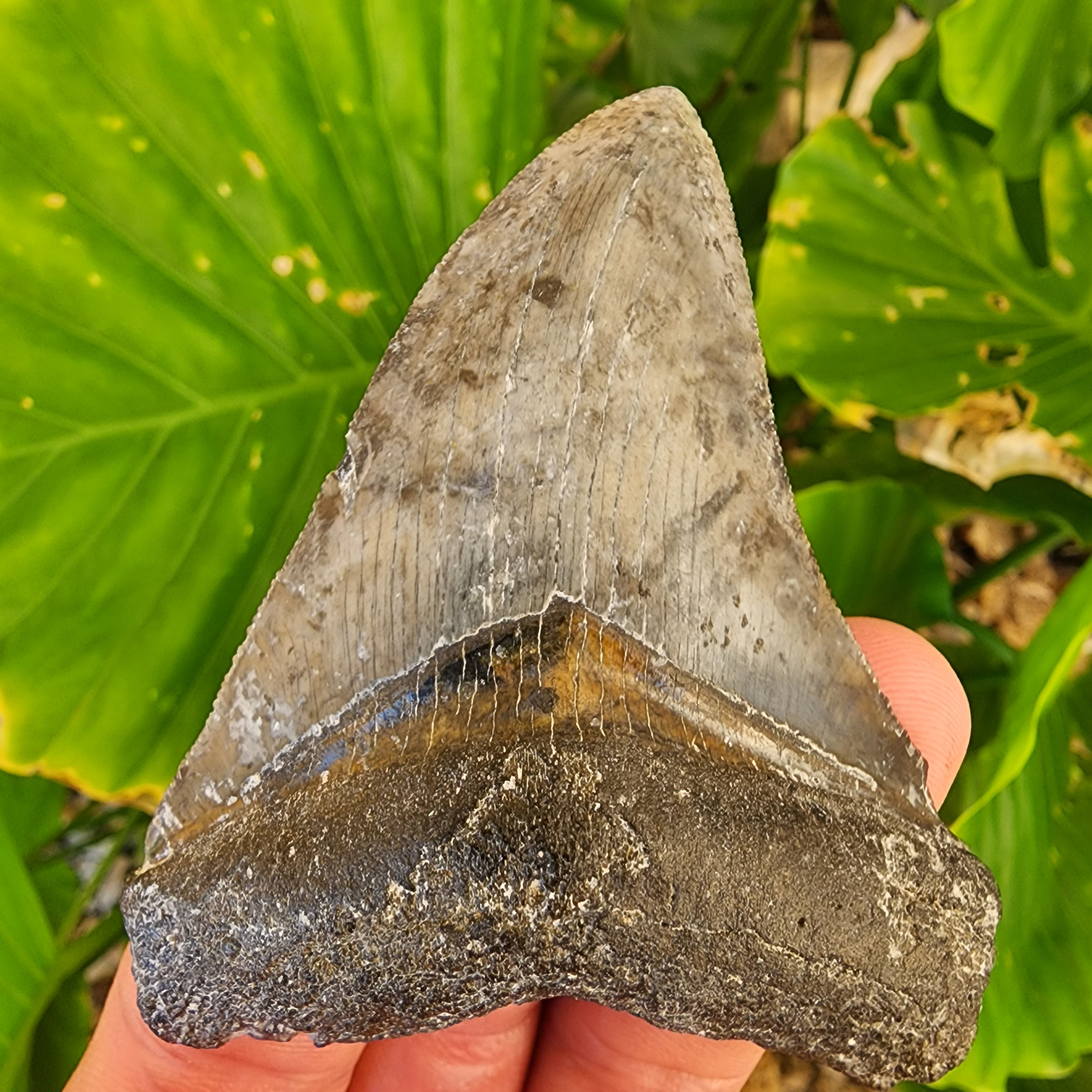 Megalodon Tooth 3.11" - Florida Gulf