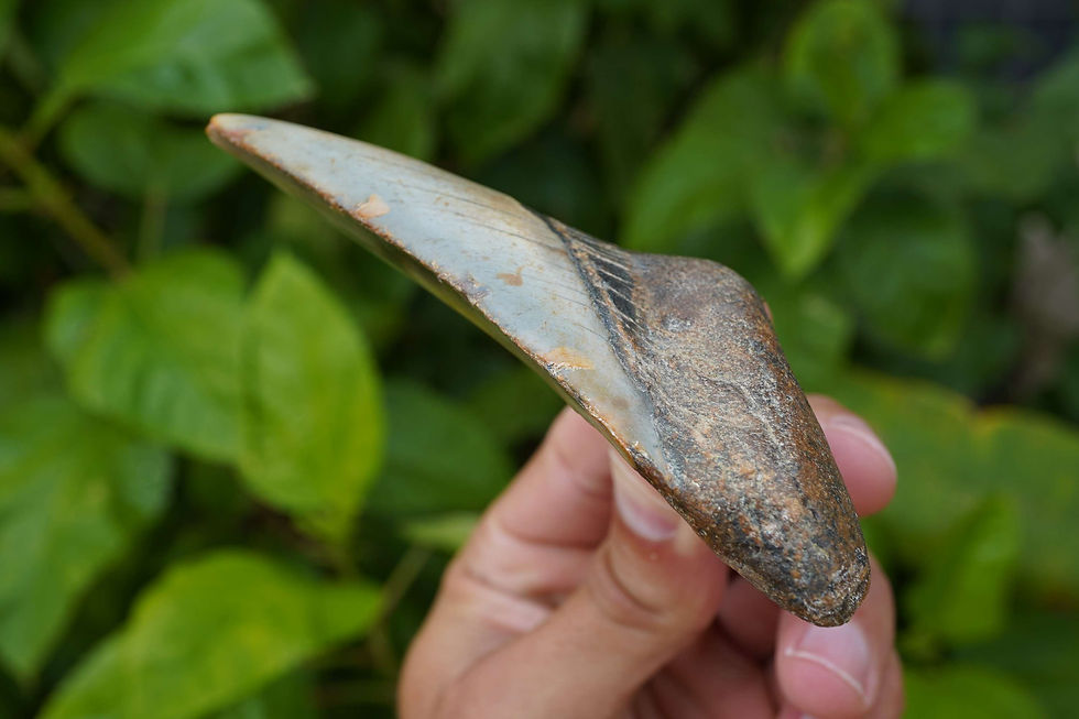 Thumbnail: Megalodon Tooth 4.64" - North Carolina