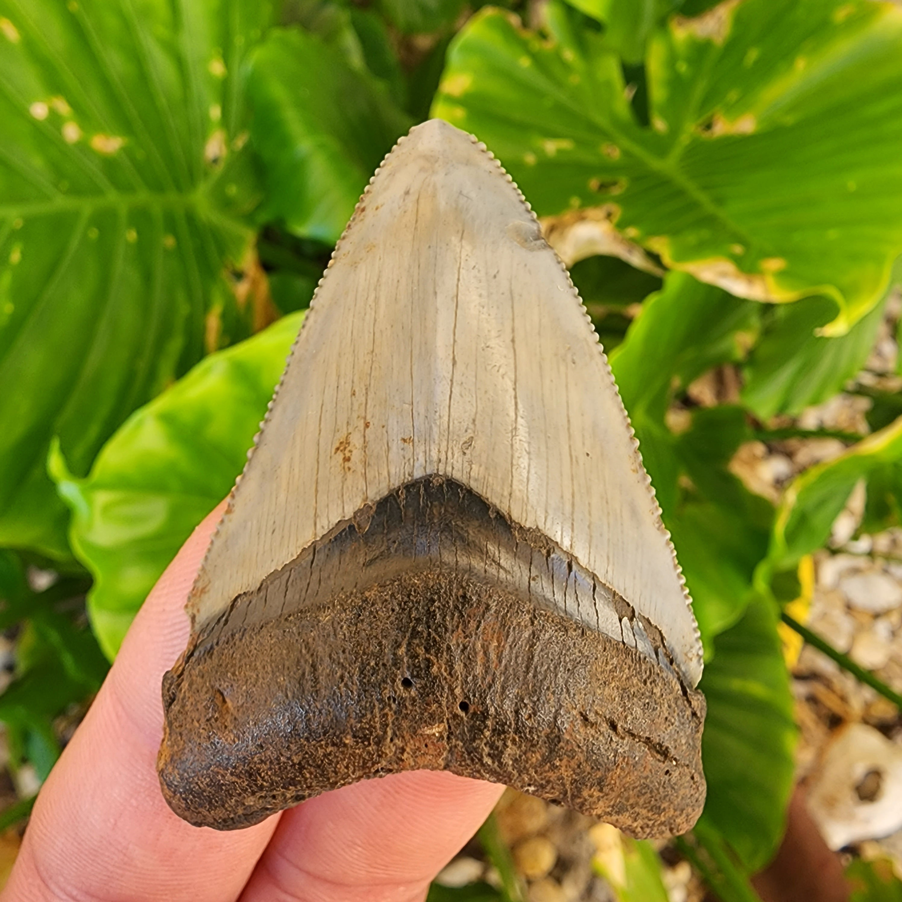 Megalodon Tooth 2.31" - Florida Gulf