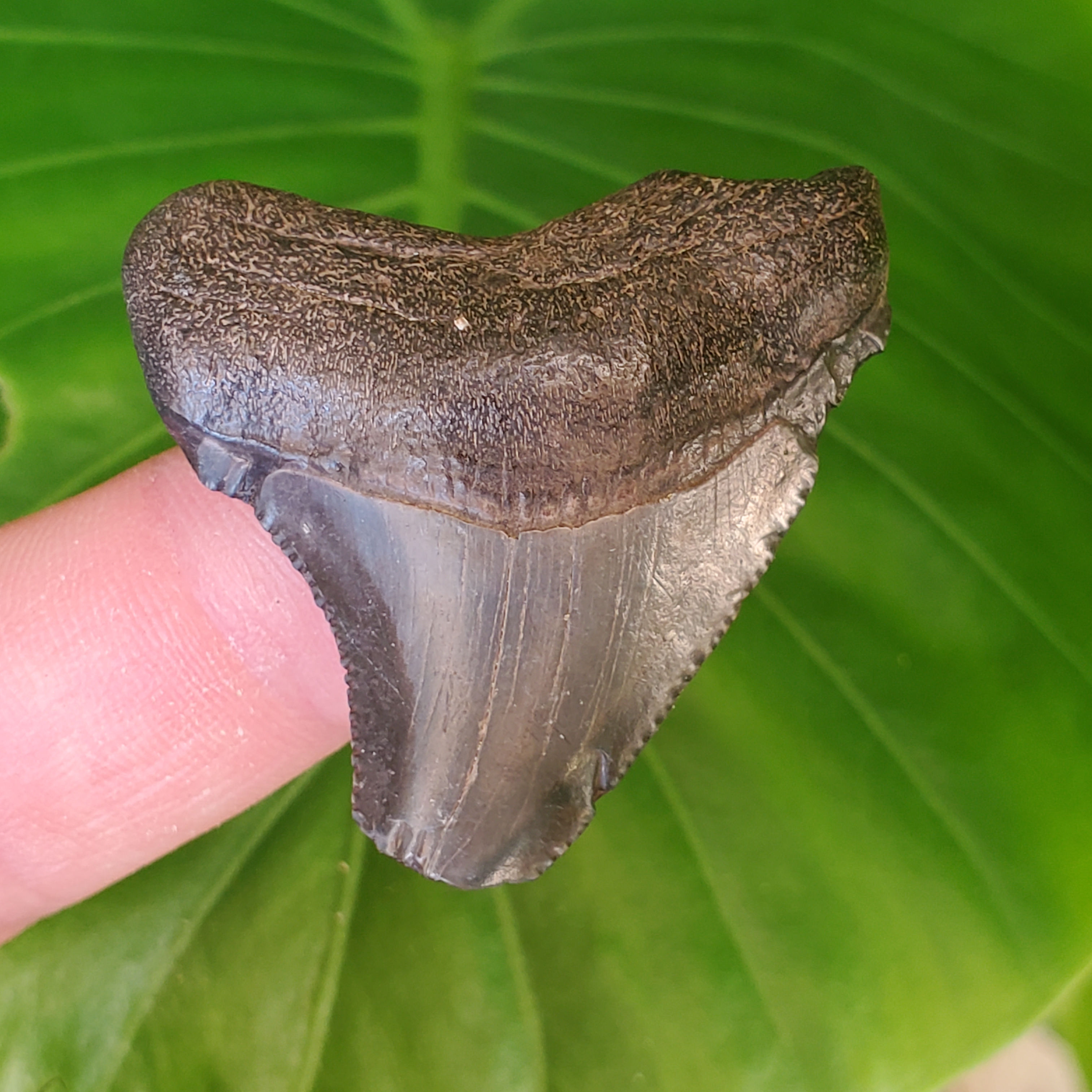 Megalodon Tooth 1.61" - Florida River