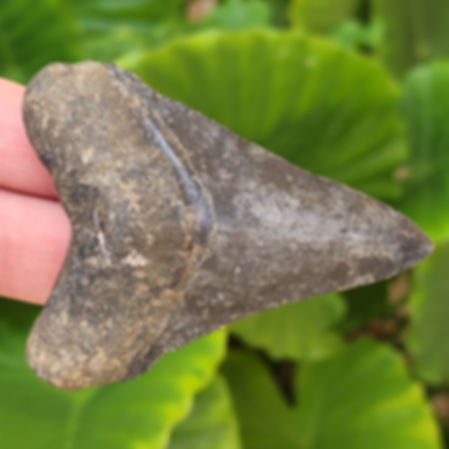 Megalodon Tooth 3.08" - Florida Gulf
