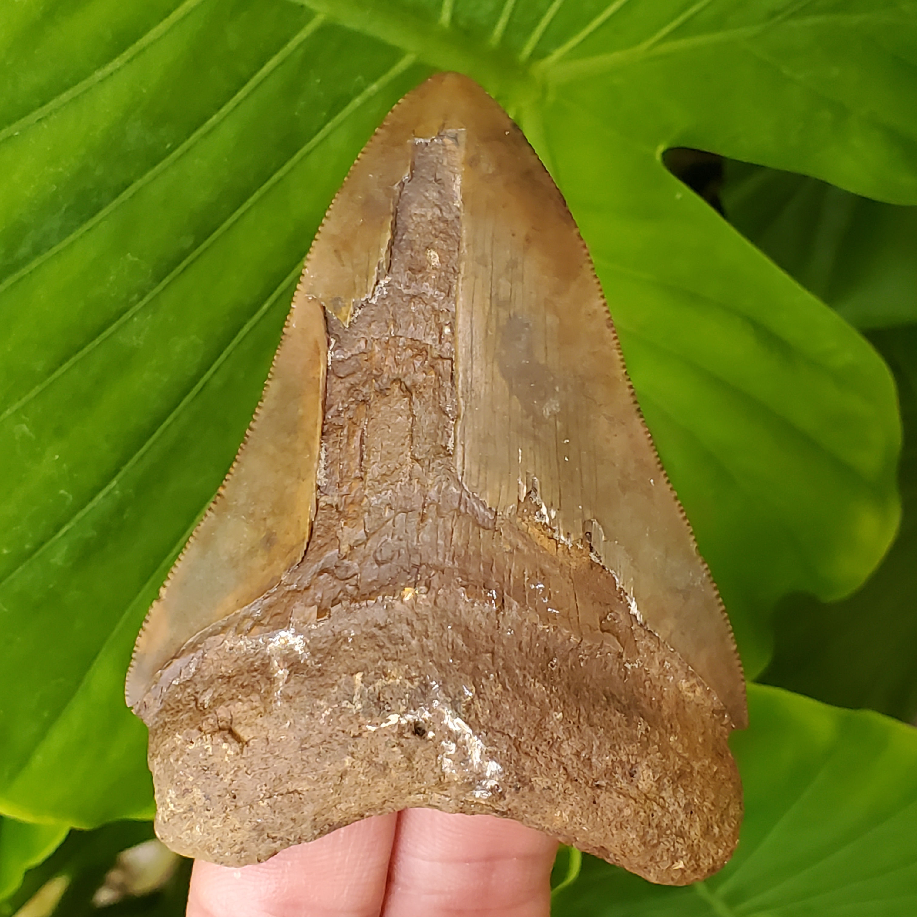Megalodon Tooth 3.48" - Florida River - FIND FOOTAGE INCLUDED!