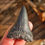 Thumbnail: Mako Shark Tooth 2.15" - Florida Gulf