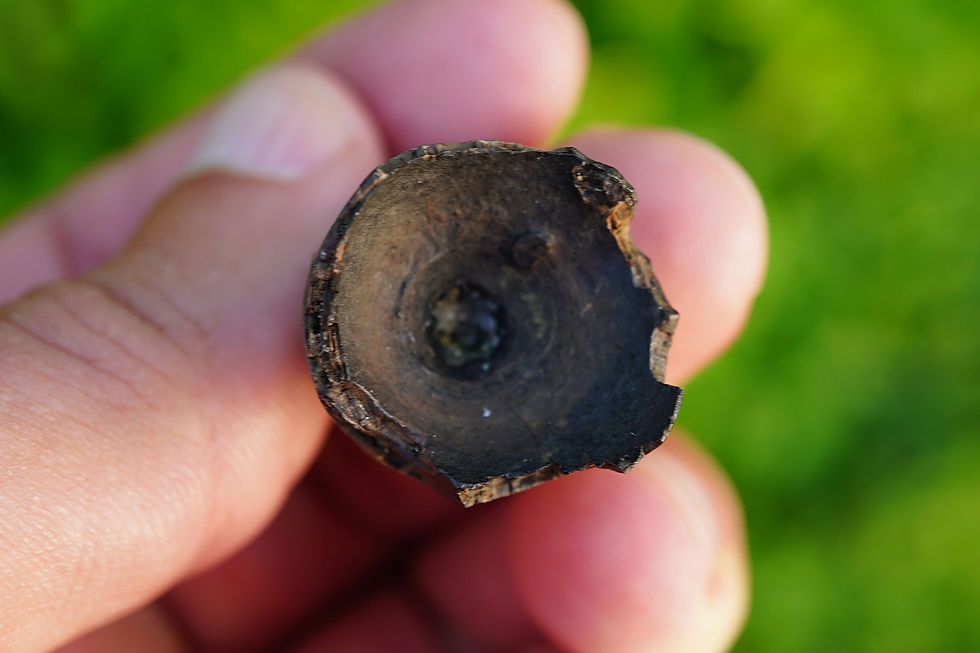 Thumbnail: Alligator Tooth - 1.28" Florida River