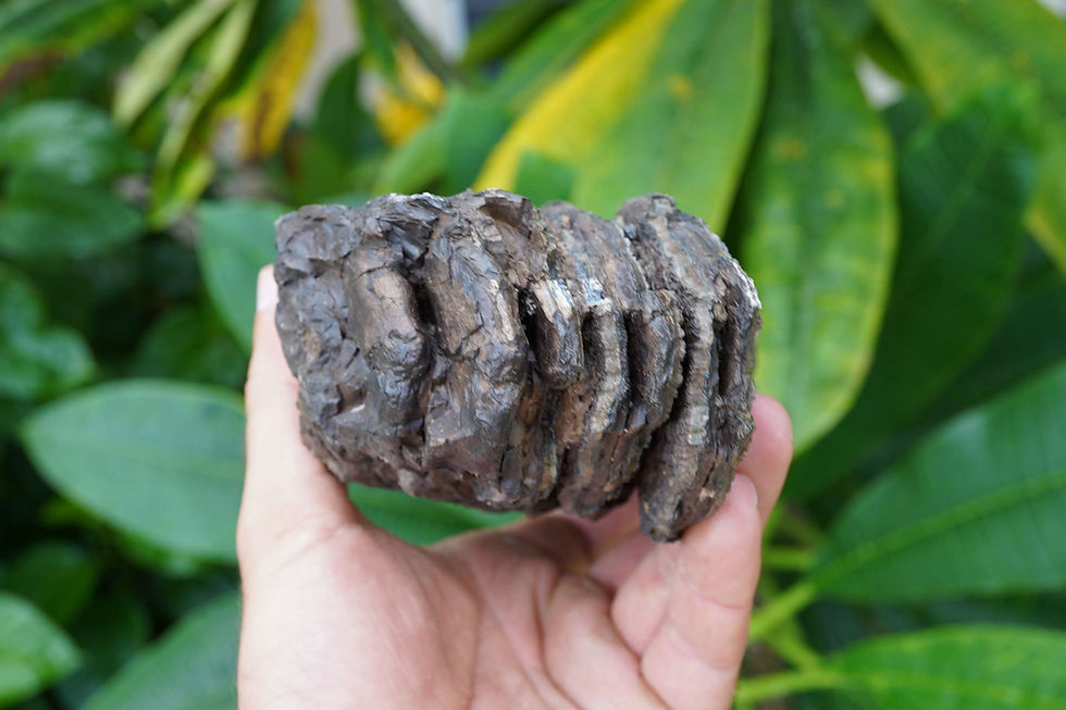 Thumbnail: Columbian Mammoth Tooth Section - Florida River