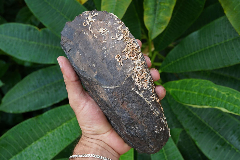 Thumbnail: Columbian Mammoth Tooth Section - Florida River