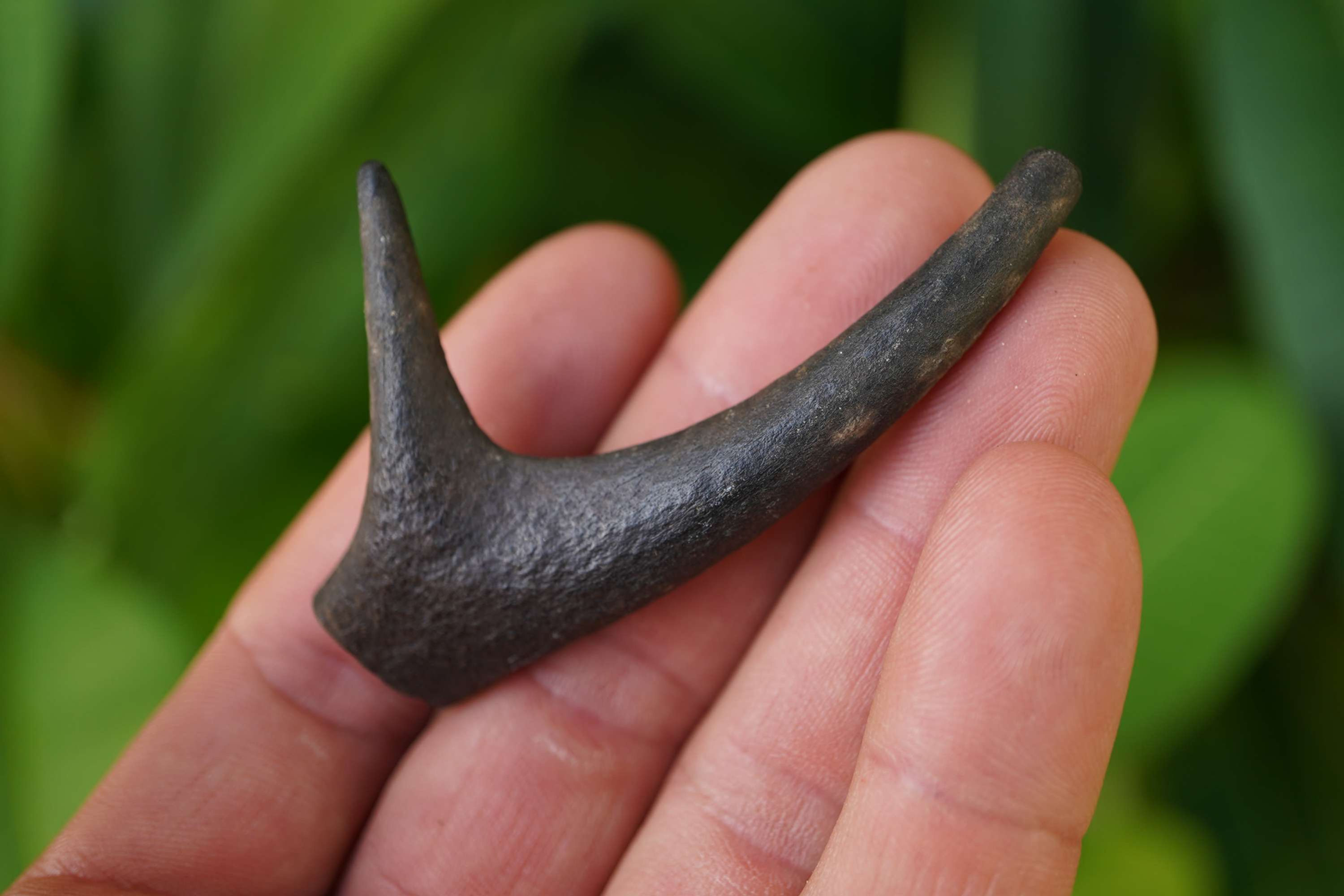 Fossilized Deer Antler Tine - Florida River