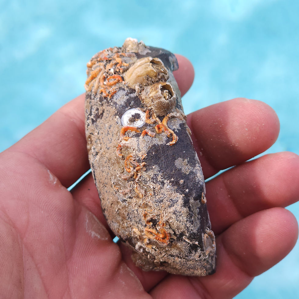 Thumbnail: Whale Ear with Barnacles