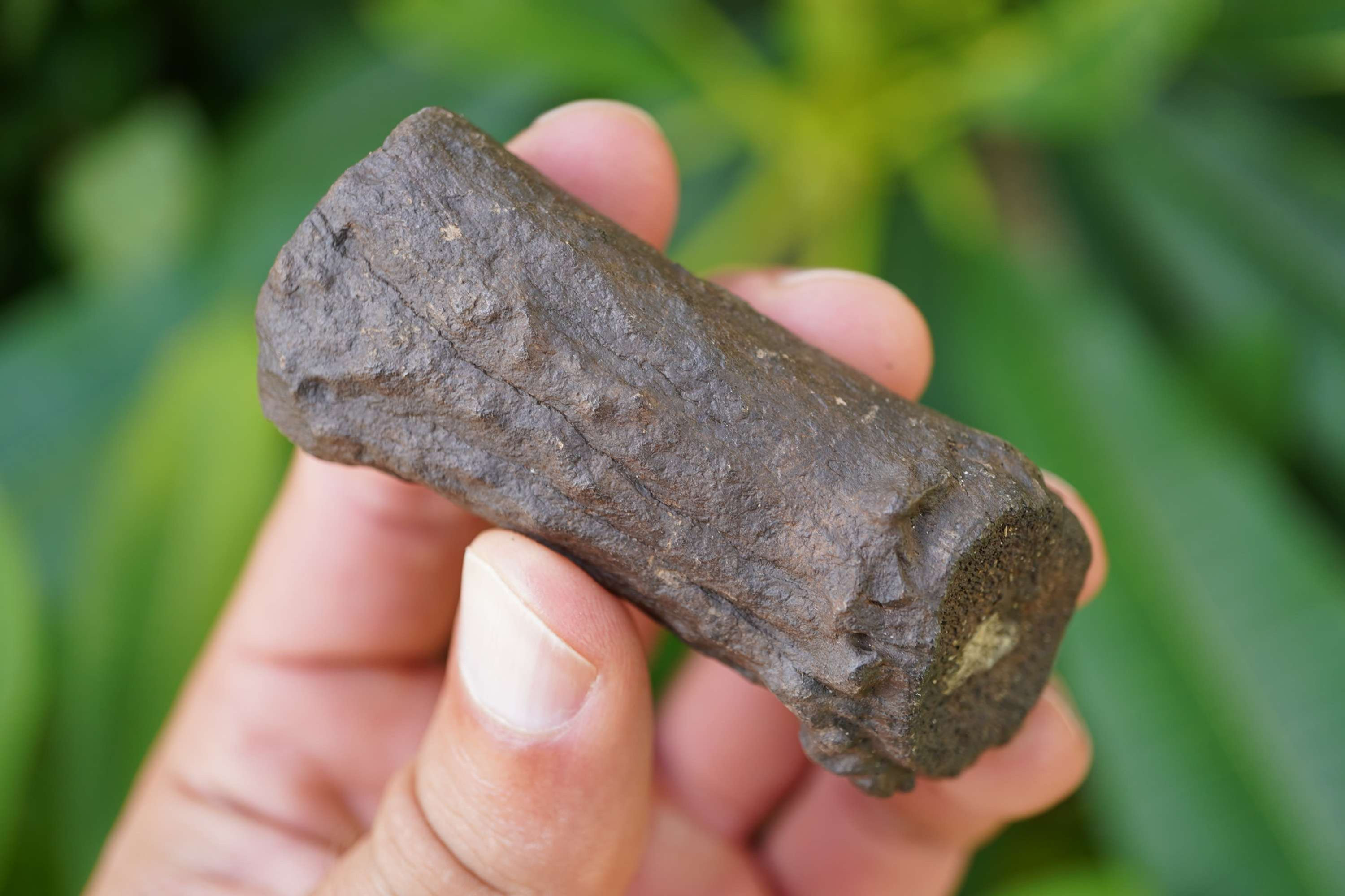 Fossilized Deer Antler -Florida River