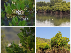 The Social Tapestry of Mangrove Conservation: A Reflection on the Mangrove Conservation Agreement (MCA) Journey