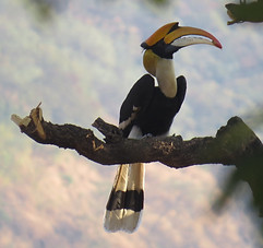 Great Hornbill with food (fig of F. race