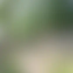 Eingang zur Grabkammer des Königsgrabs Seddin: ein in die Erde eingeschnittener Zugang mit flachen Wallungen in einem bewaldeten Areal, Teil des bronzezeitlichen Ritual- und Bestattungsraums, der seit den 2000er-Jahren archäologisch erforscht und geschützt wird.