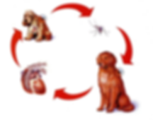 Clinica Veterinaria Asis en Sevilla Este. Mascotas, vacunas, perros, gatos, infecciones. Insectos, picadura.