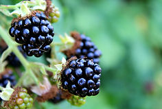 ptm89-blackberries-3638127.jpg