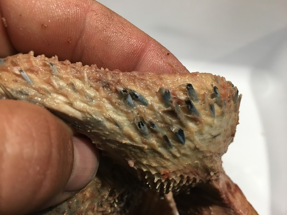 What is a pin feather?