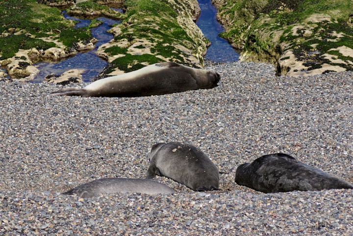 Chubut - Peninsula Valdes , Argentina, osos marinos y focas en Puerto Madrin