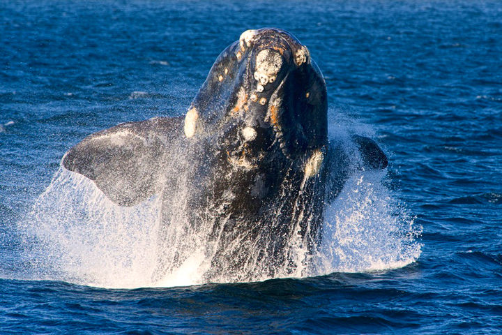 Chubut - Peninsula Valdes, Argentina ,Ballena en Puerto Piramideg