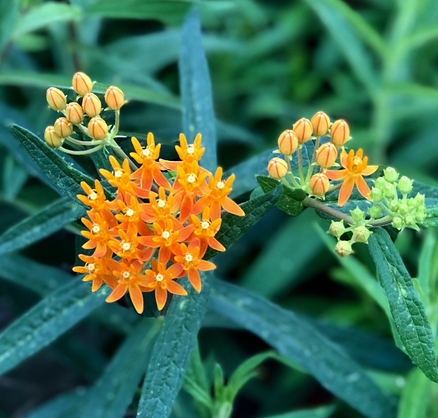 Asclepias tuberosa - Butterfly weed