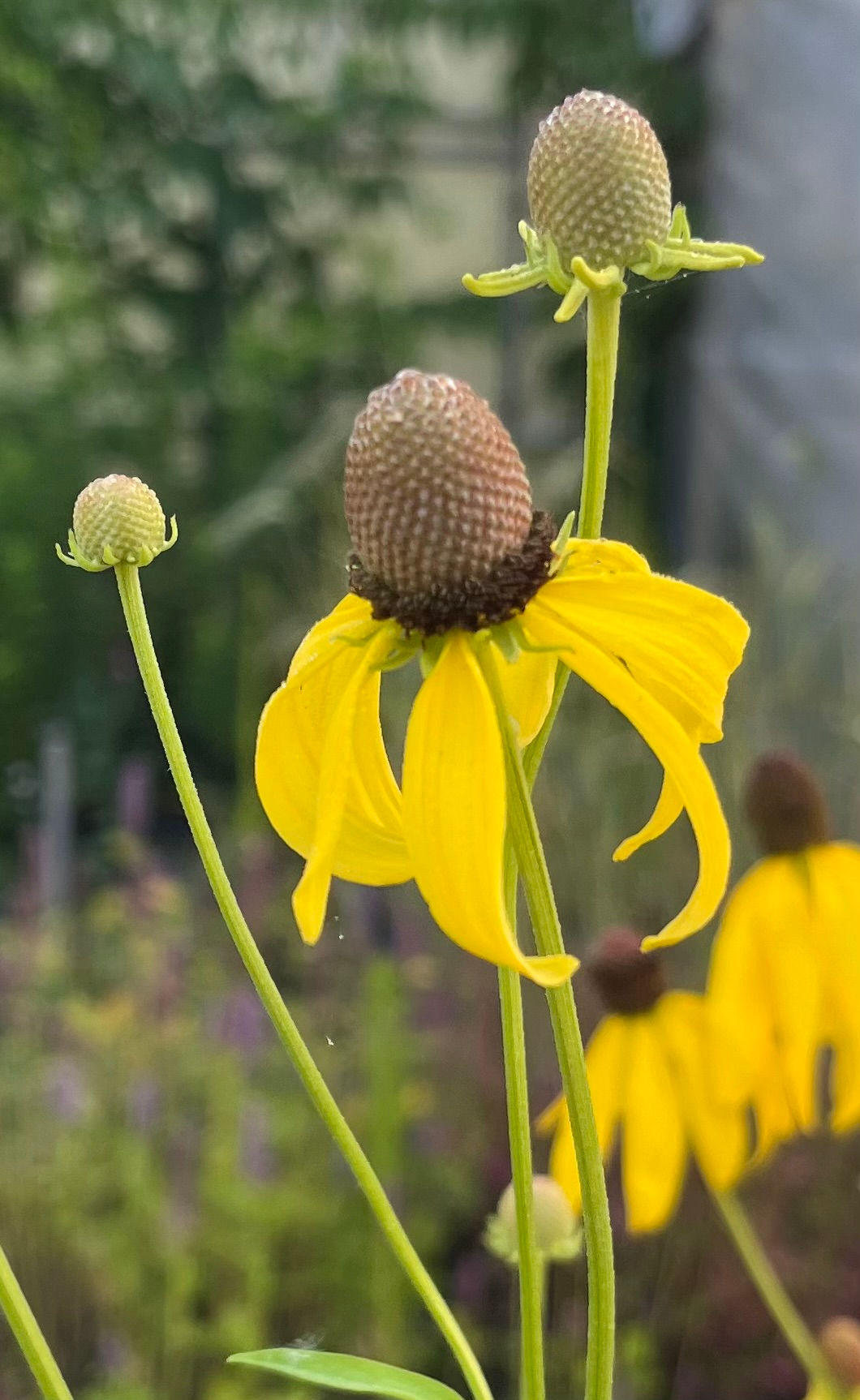 Ratibida pinnata - Grey headed coneflower