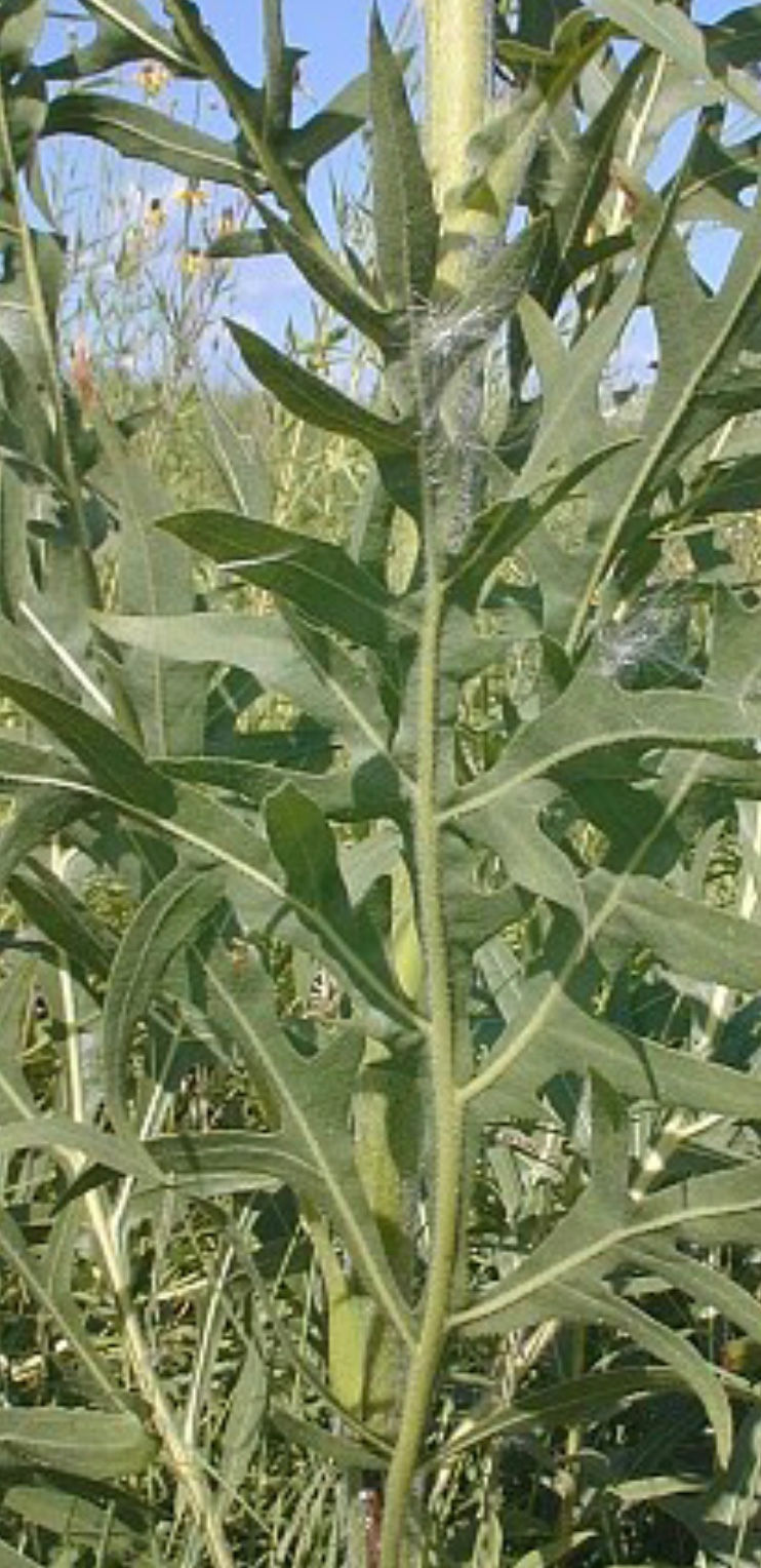Thumbnail: Silphium laciniatum - Compass plant