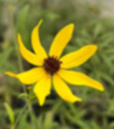 Coreopsis tripteris - Tall Coreopsis