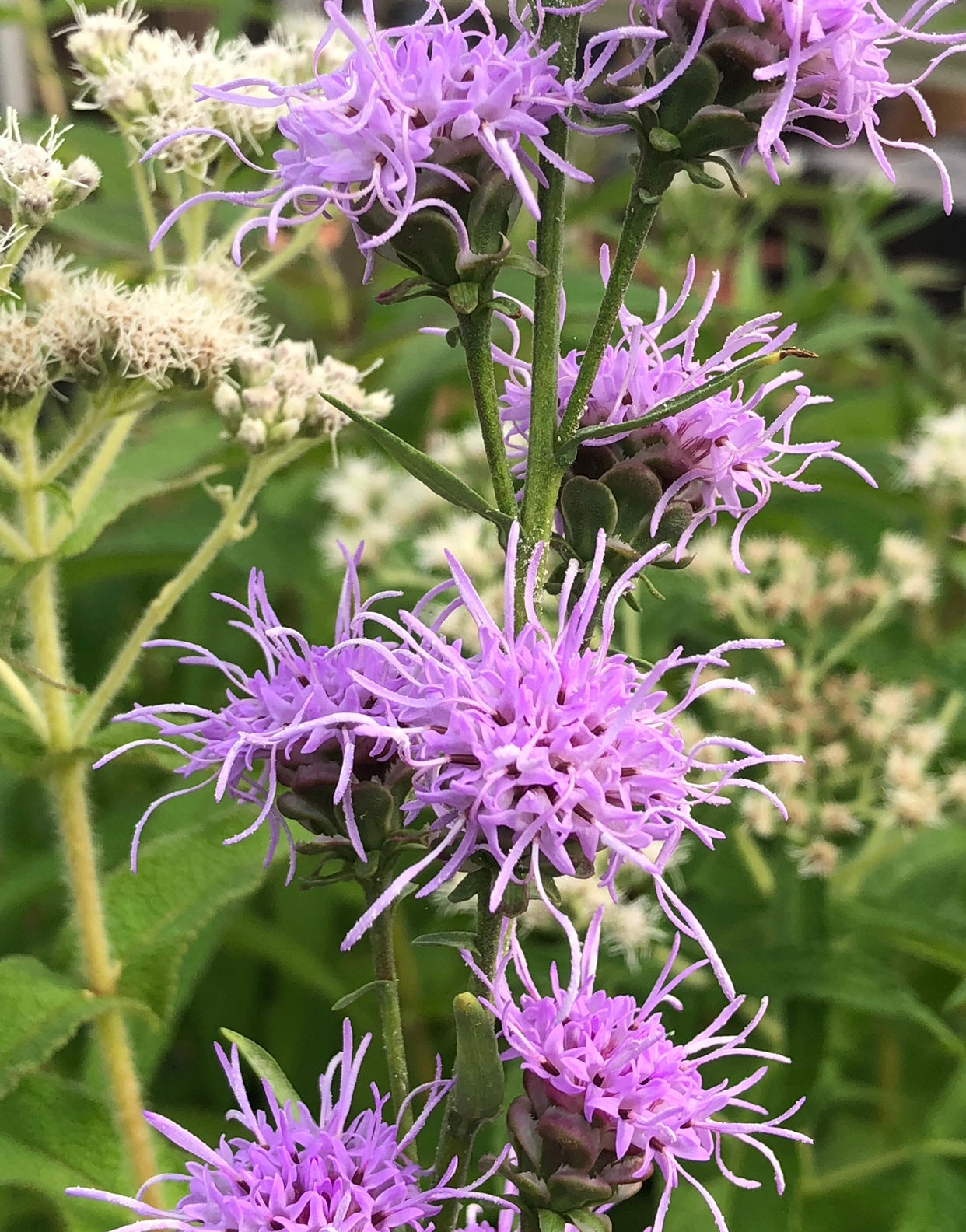Liatris aspera - Rough blazing star