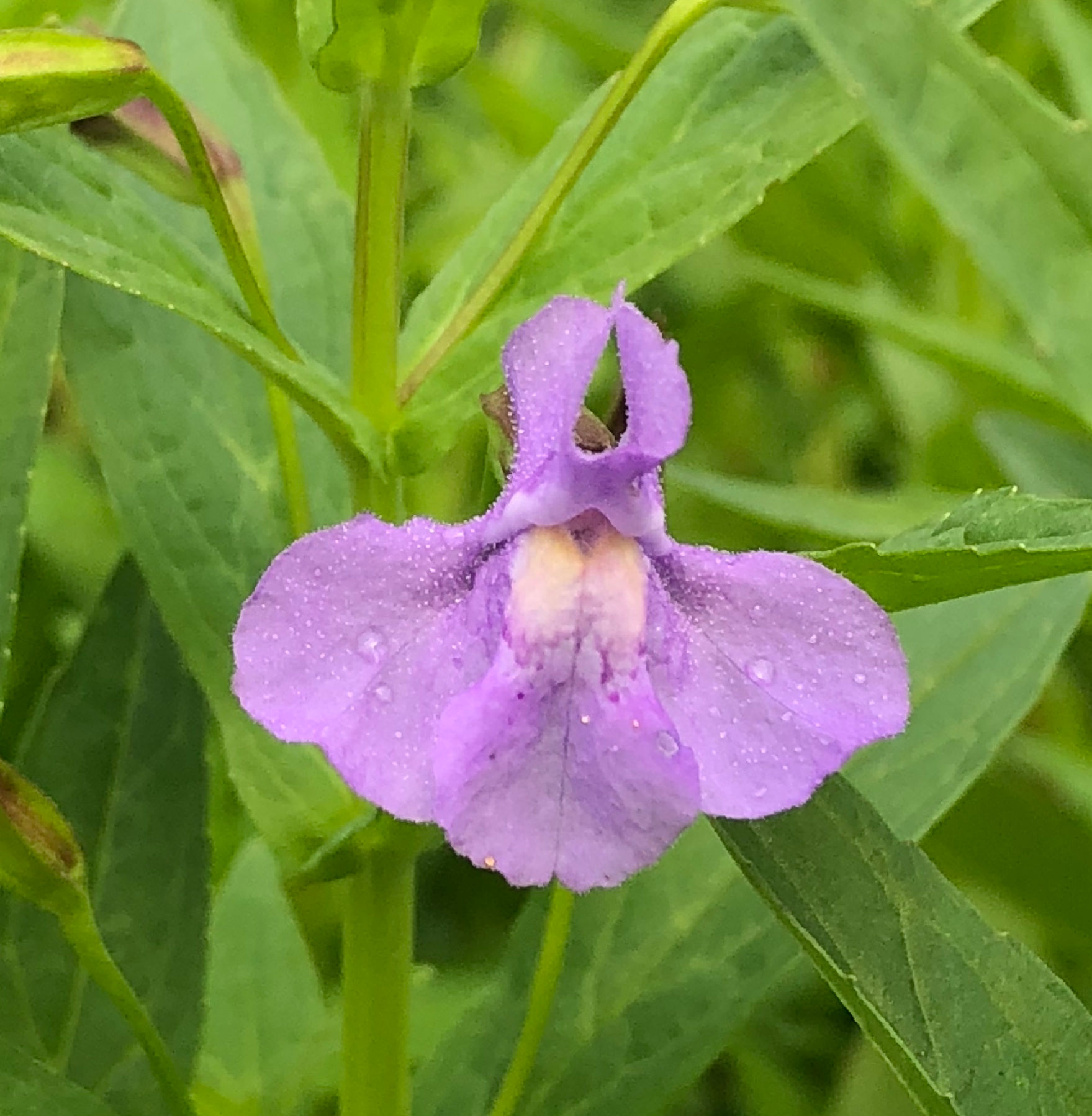 Mimulus ringens - Monkeyflower