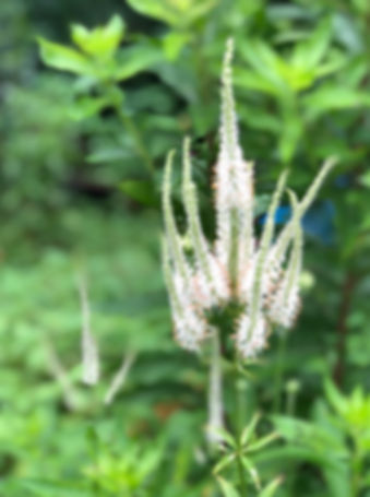 Veronicastrum virginicum - Culver's root