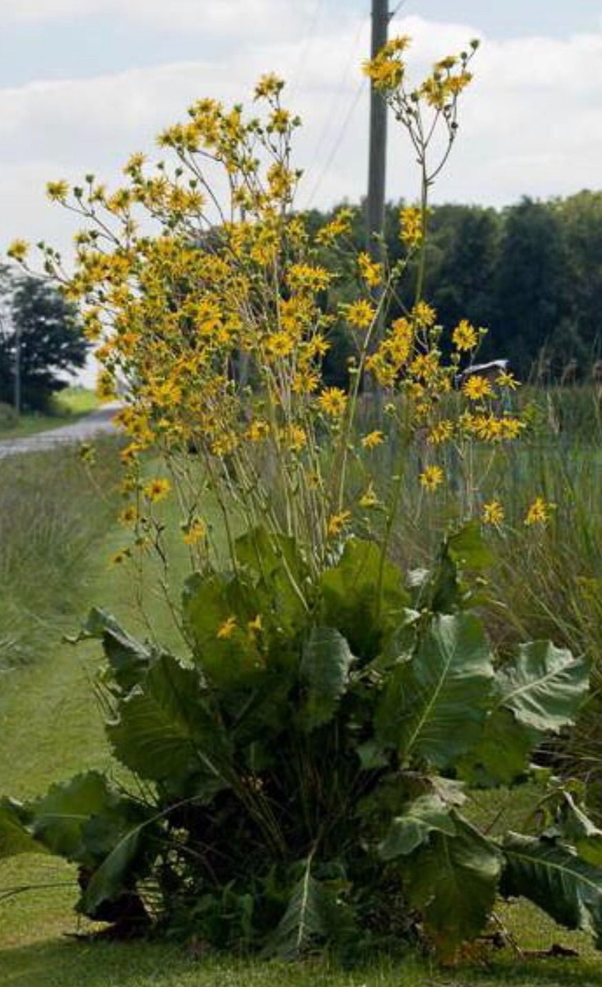 Silphinium terebinthinaceum - Prairie dock