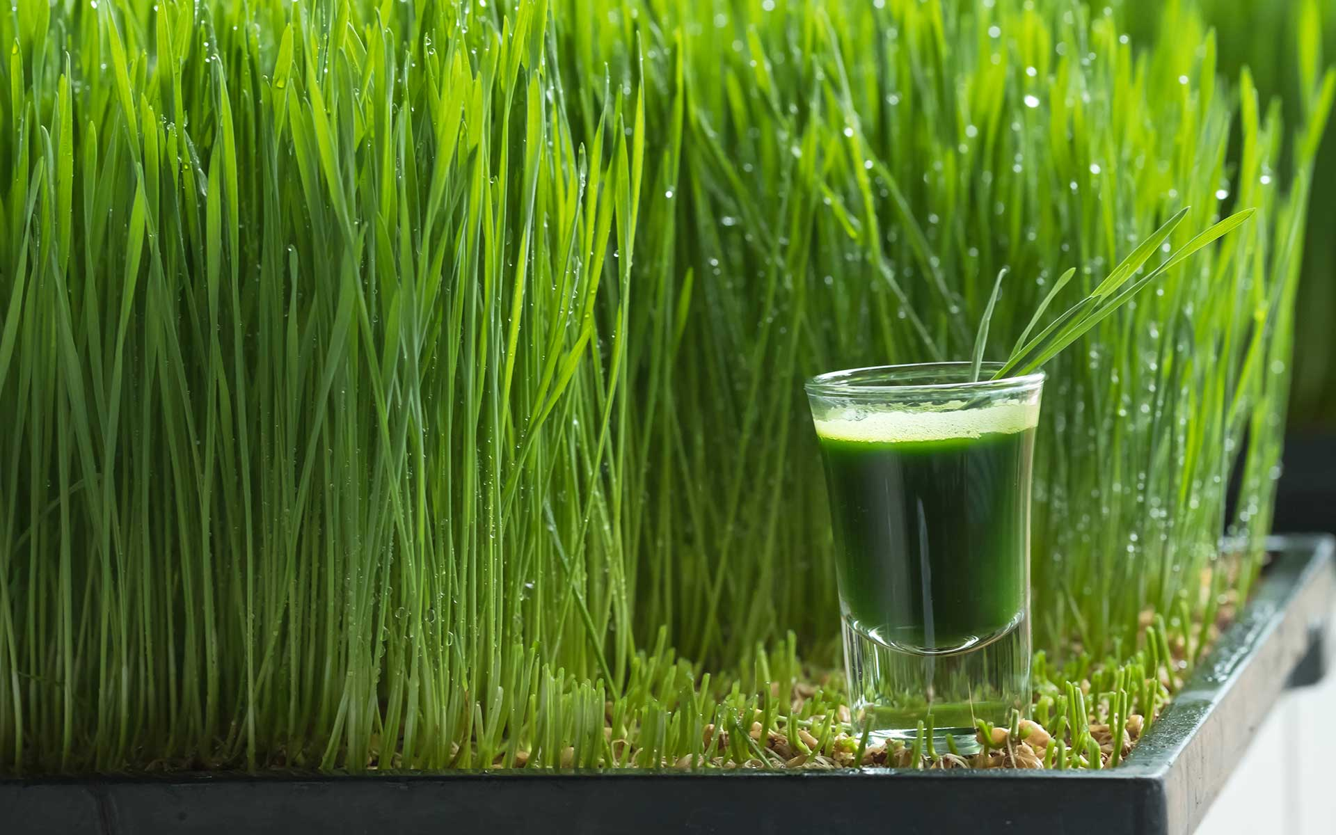 Wheatgrass