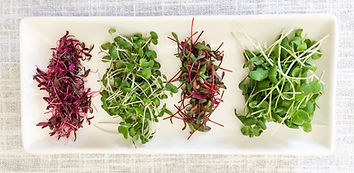 MicrogreensPlate.jpg