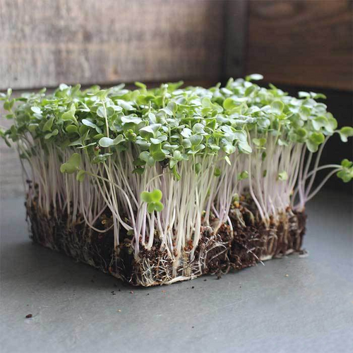 Broccoli Microgreens Superhero Greens