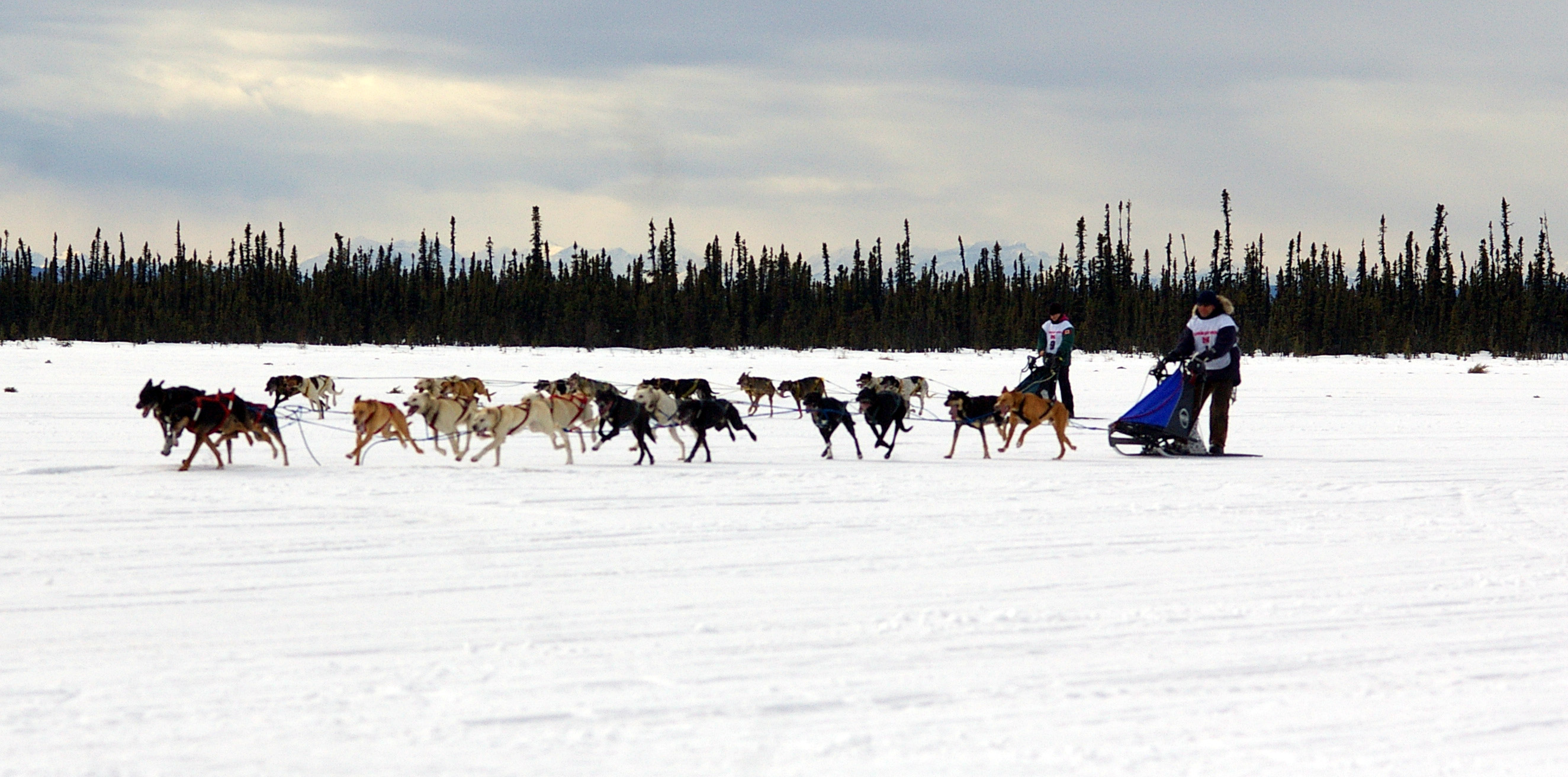 Dog Sled Adventure