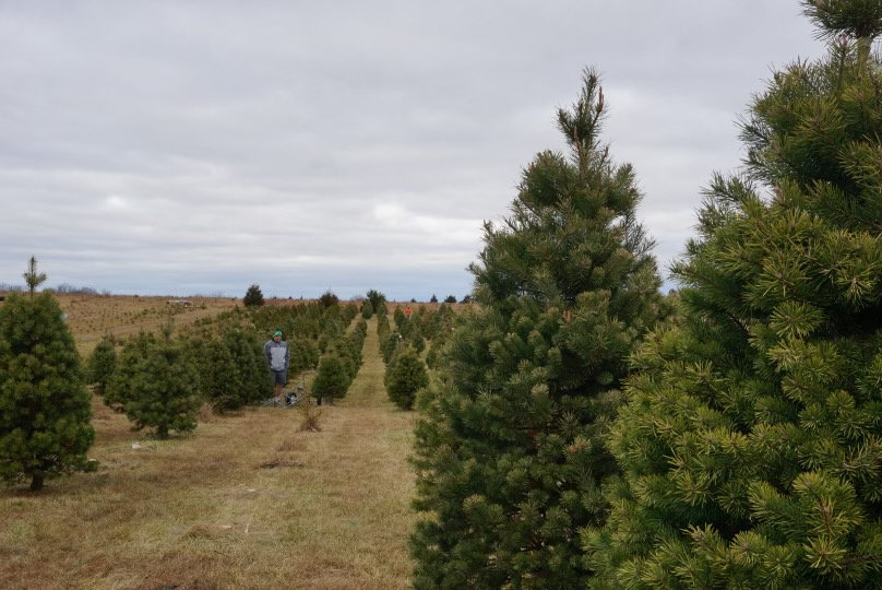 "It was just plain crazy" Eudora Christmas tree farm breaks sale record