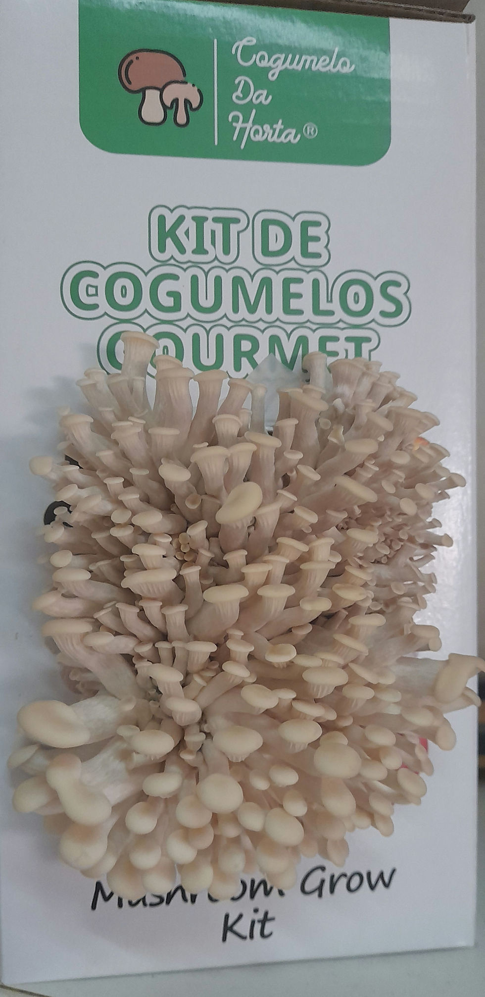 Miniatura: Grande quantidade de cogumelos