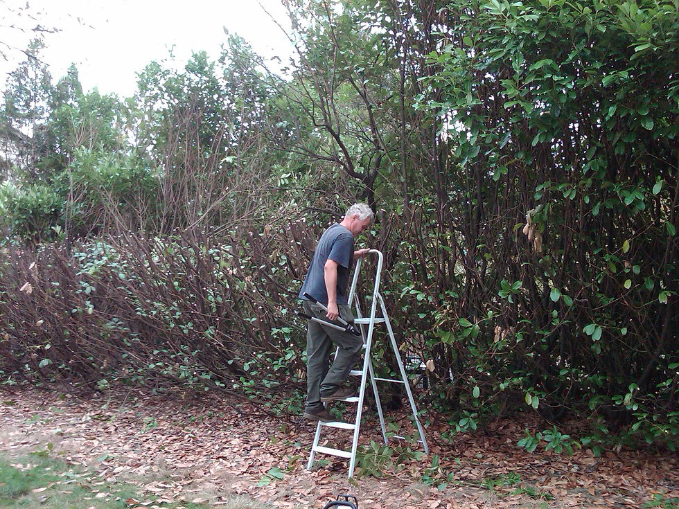 HEDGE TRIMMING