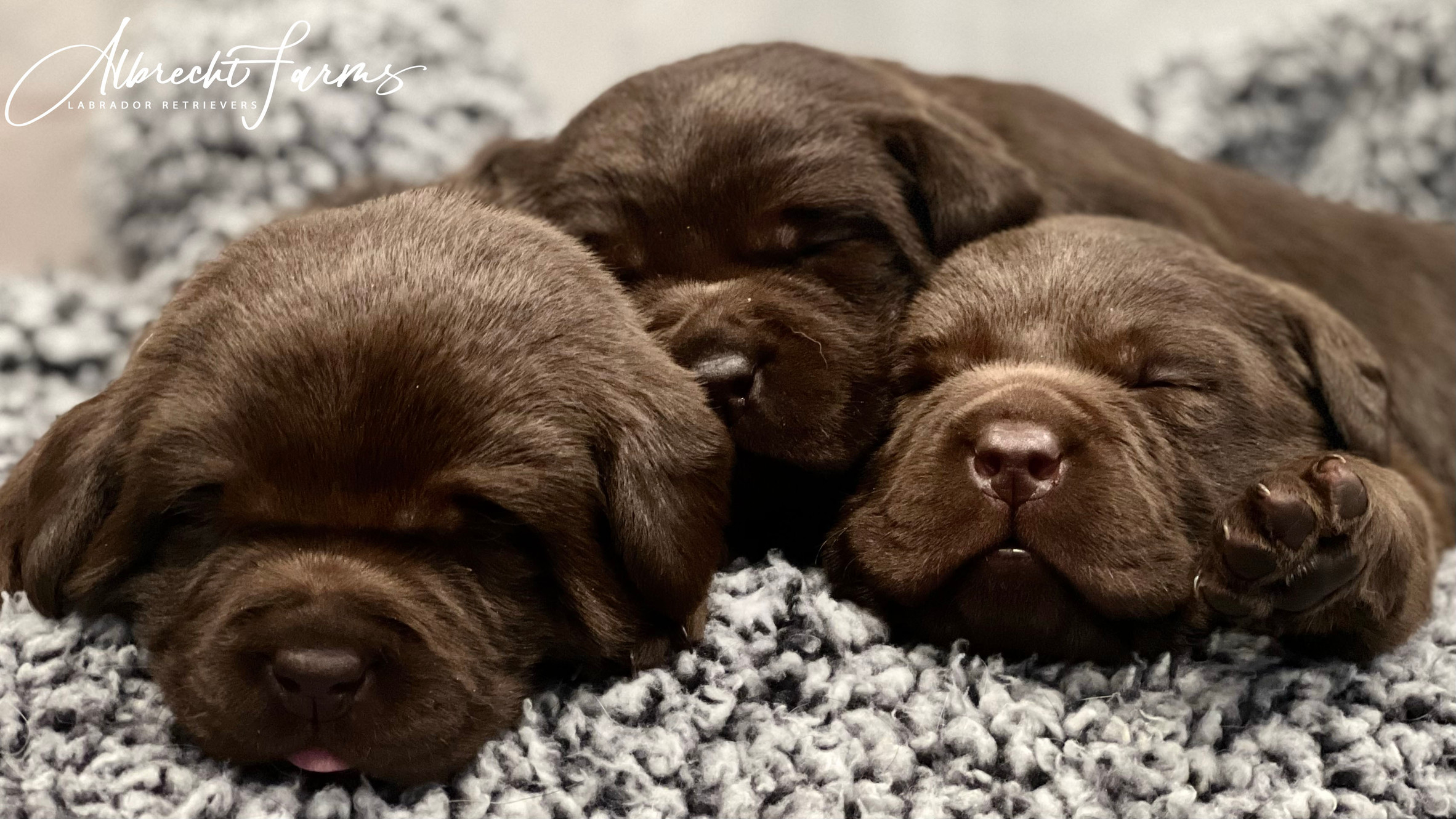 Albrecht Farms Labrador Retrievers Colorado