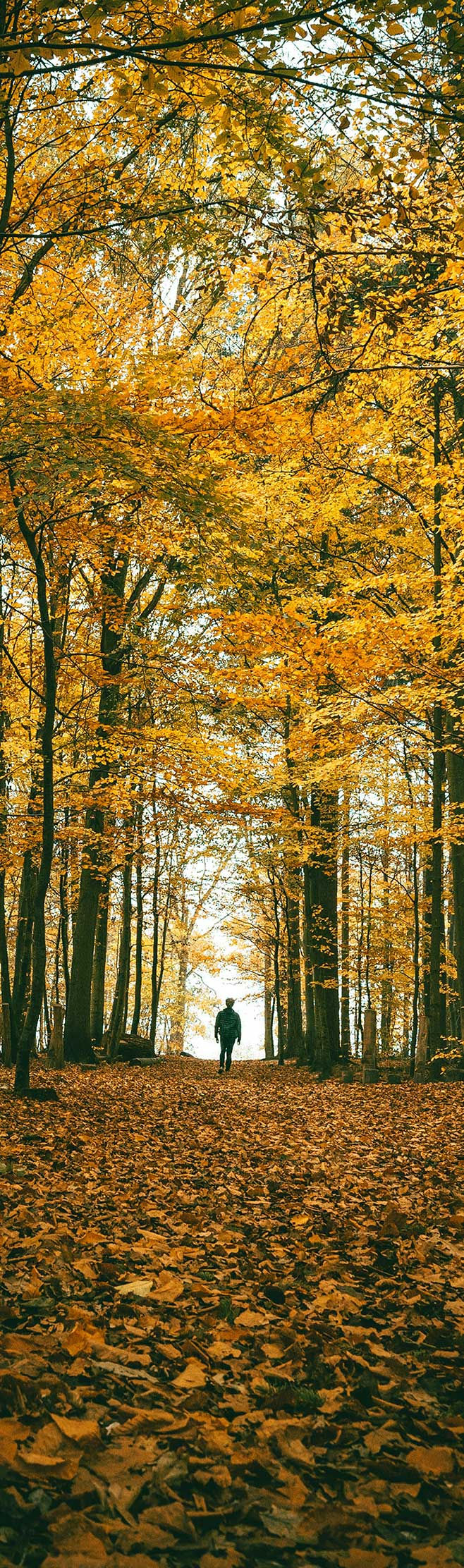 AutumnalTrees-highres.jpg