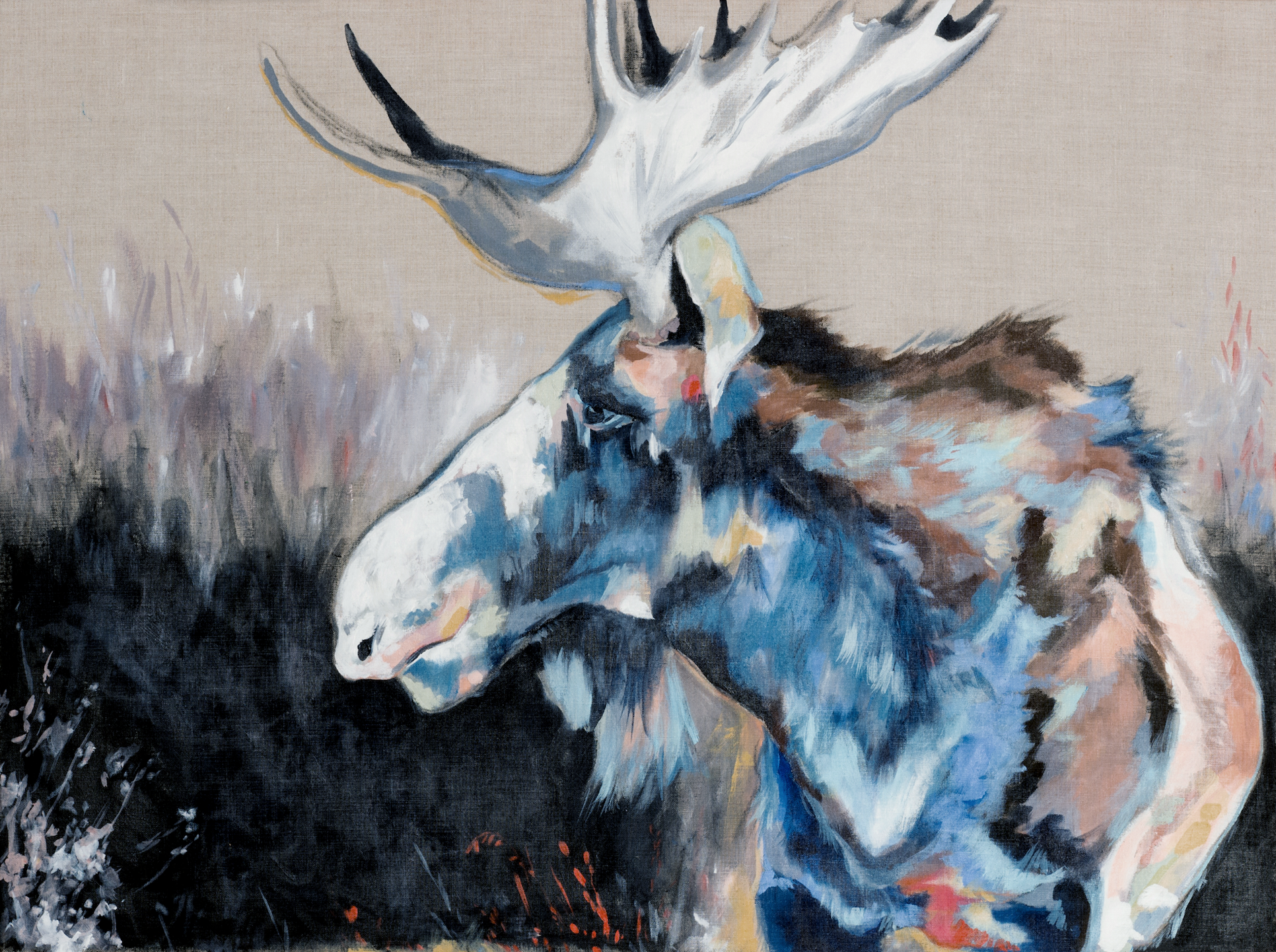 Moose Thoughts | Framed Wildlife Canvas Print