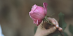 Vibration de la Rose m'accompagnant pendant les soins