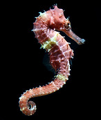 Seahorse