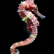 Seahorse