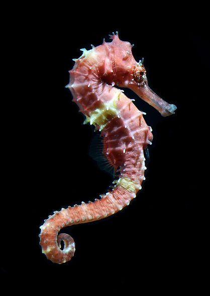 Seahorse