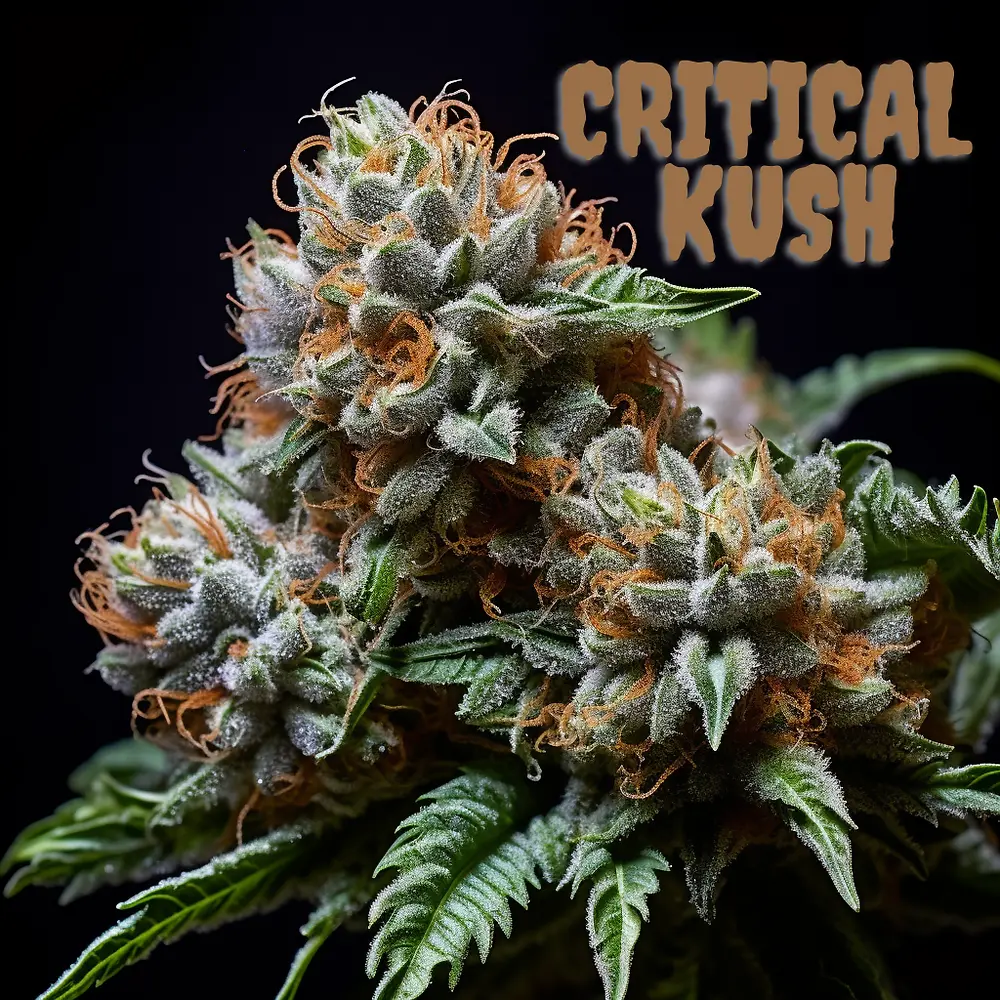 Graines de Critical Kush féminisées
