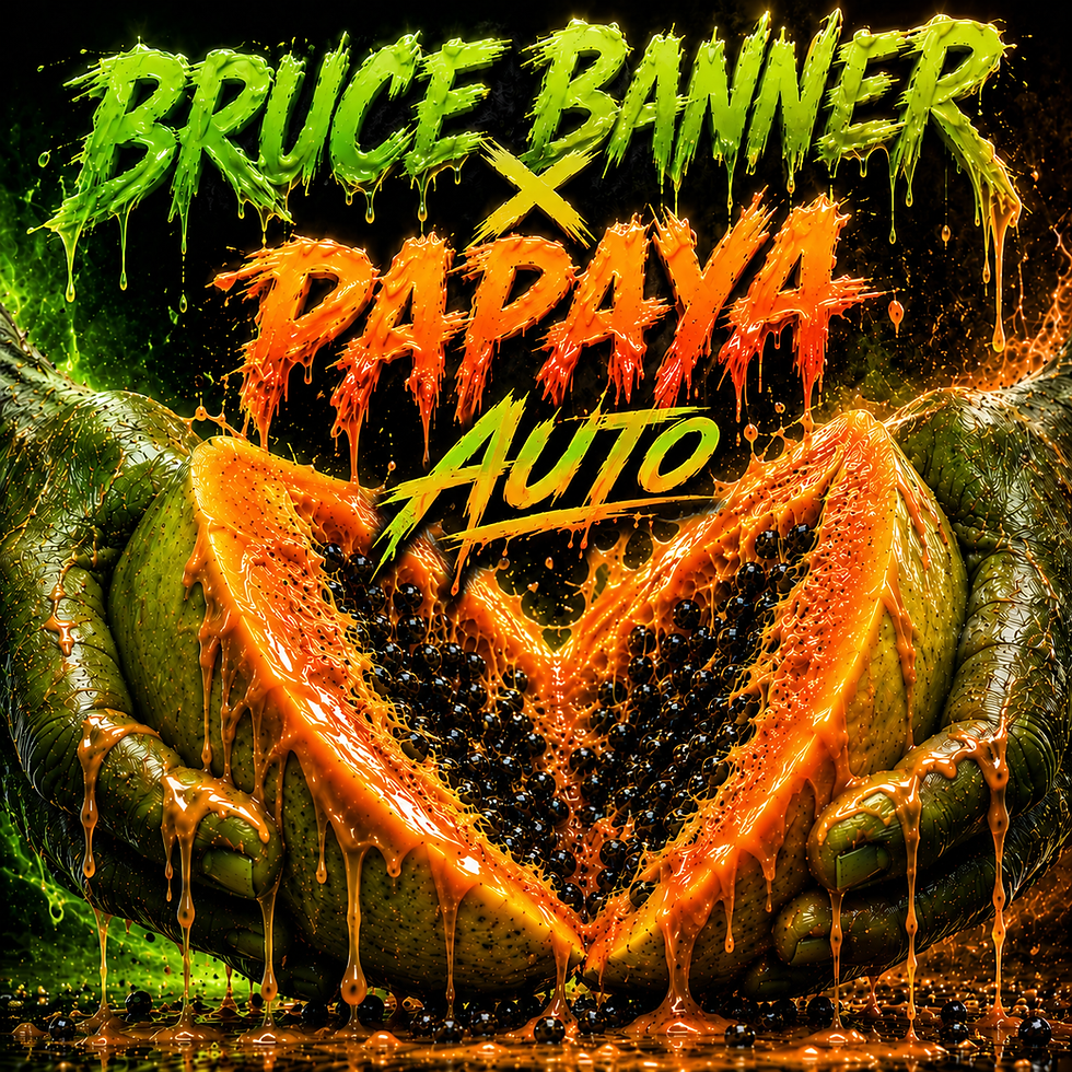Graines premium de Bruce Banner x Papaya Auto