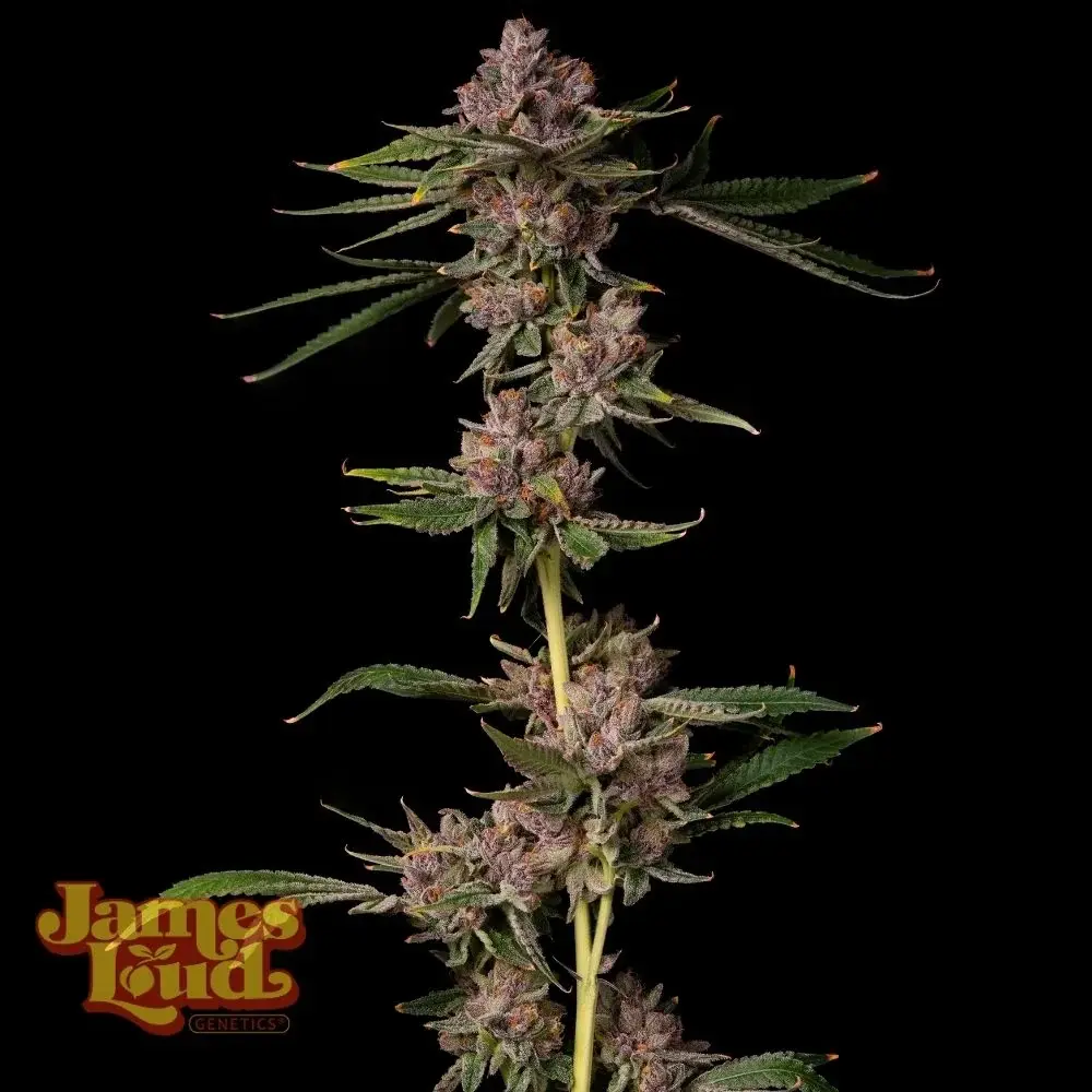 Fleur de Triangle Lemon Cherry by James Loud Genetics